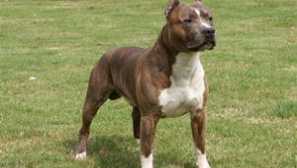 Americký stafordšírský teriér: popis popis, cena